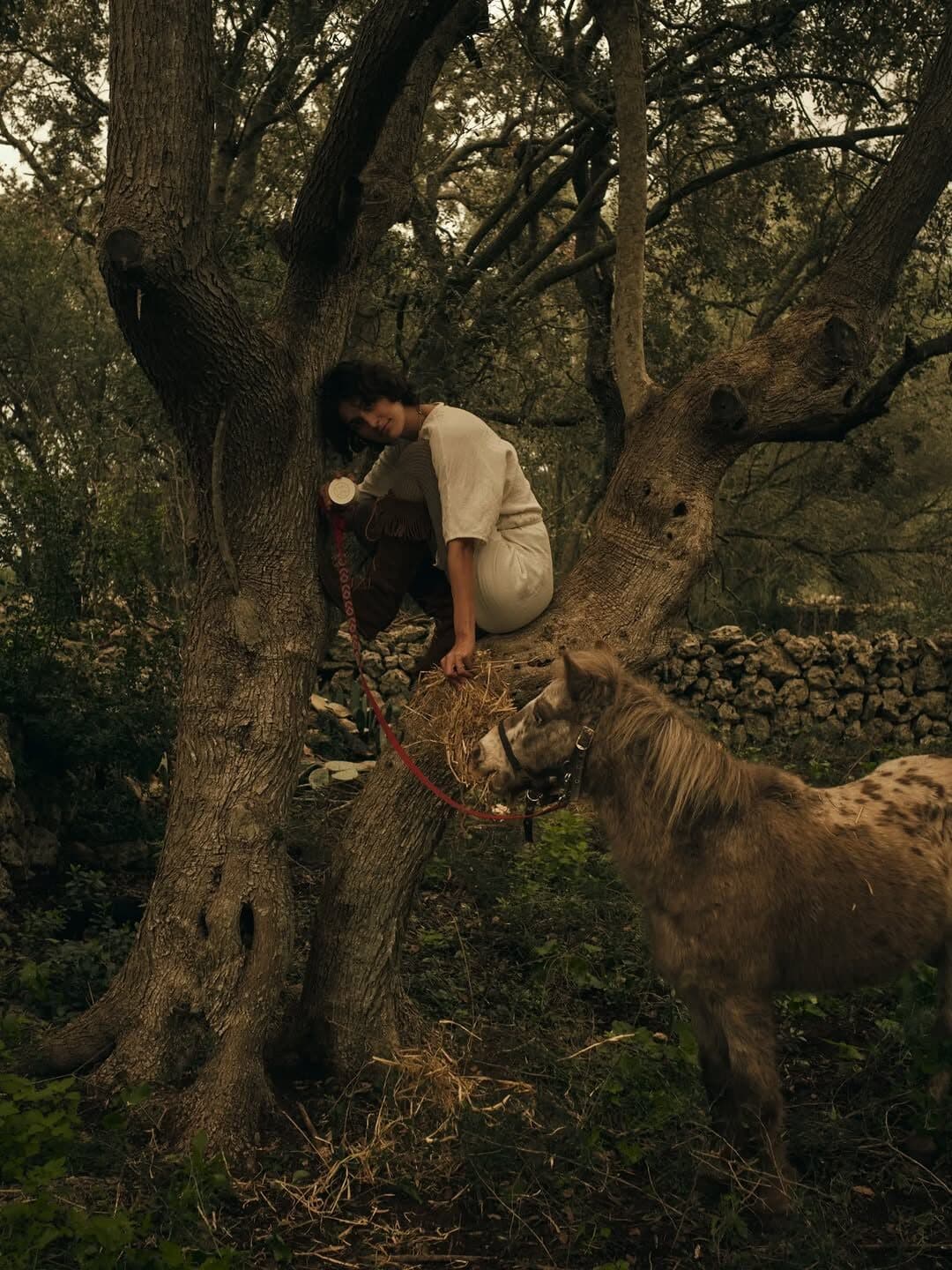 ema on the land at dusk, feeding the pony beneath an old tree